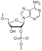 Bio-Synthesis Inc. Oligo Structure